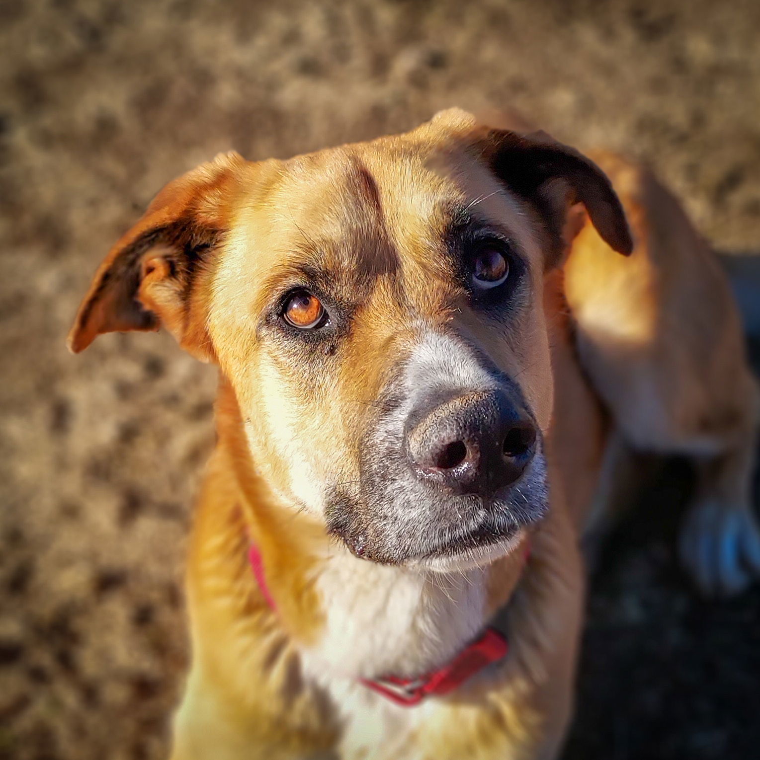 Teto, an adoptable German Shepherd Dog, Anatolian Shepherd in Yreka, CA, 96097 | Photo Image 1