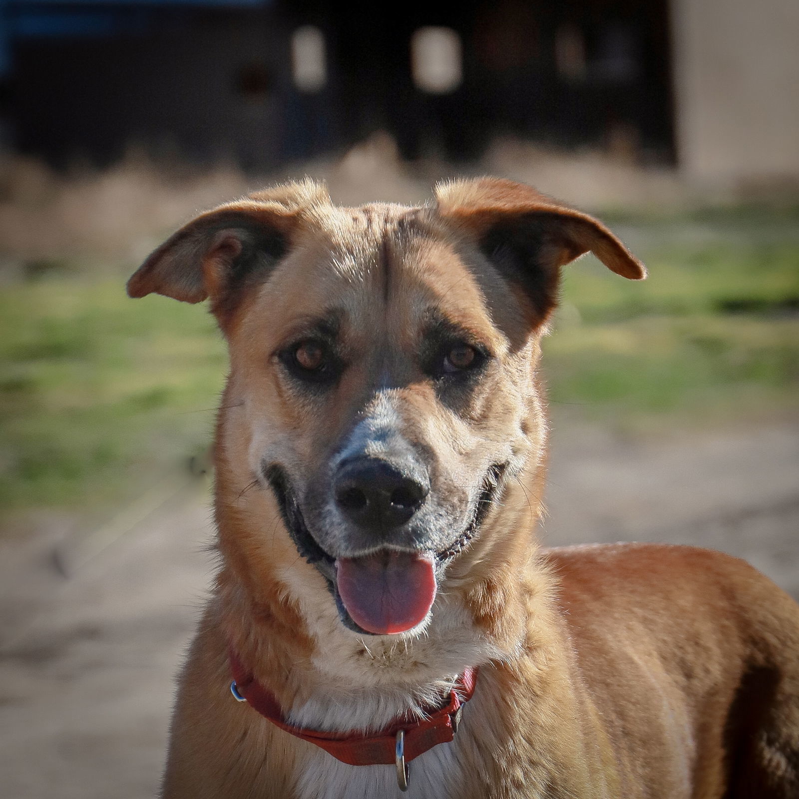 Teto, an adoptable German Shepherd Dog, Anatolian Shepherd in Yreka, CA, 96097 | Photo Image 2