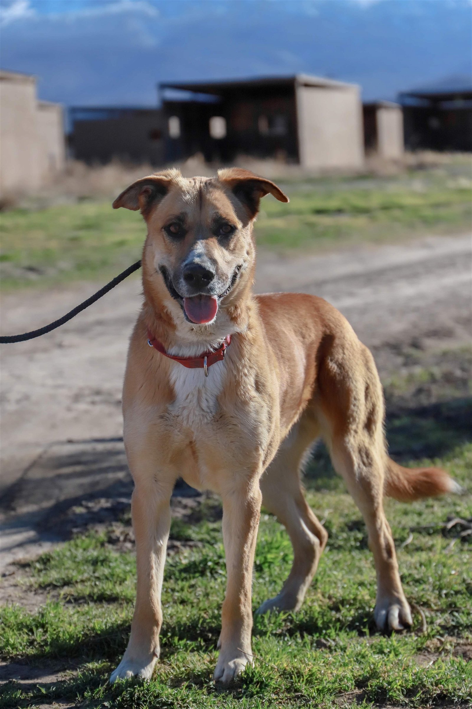 Teto, an adoptable Shepherd in Yreka, CA, 96097 | Photo Image 3