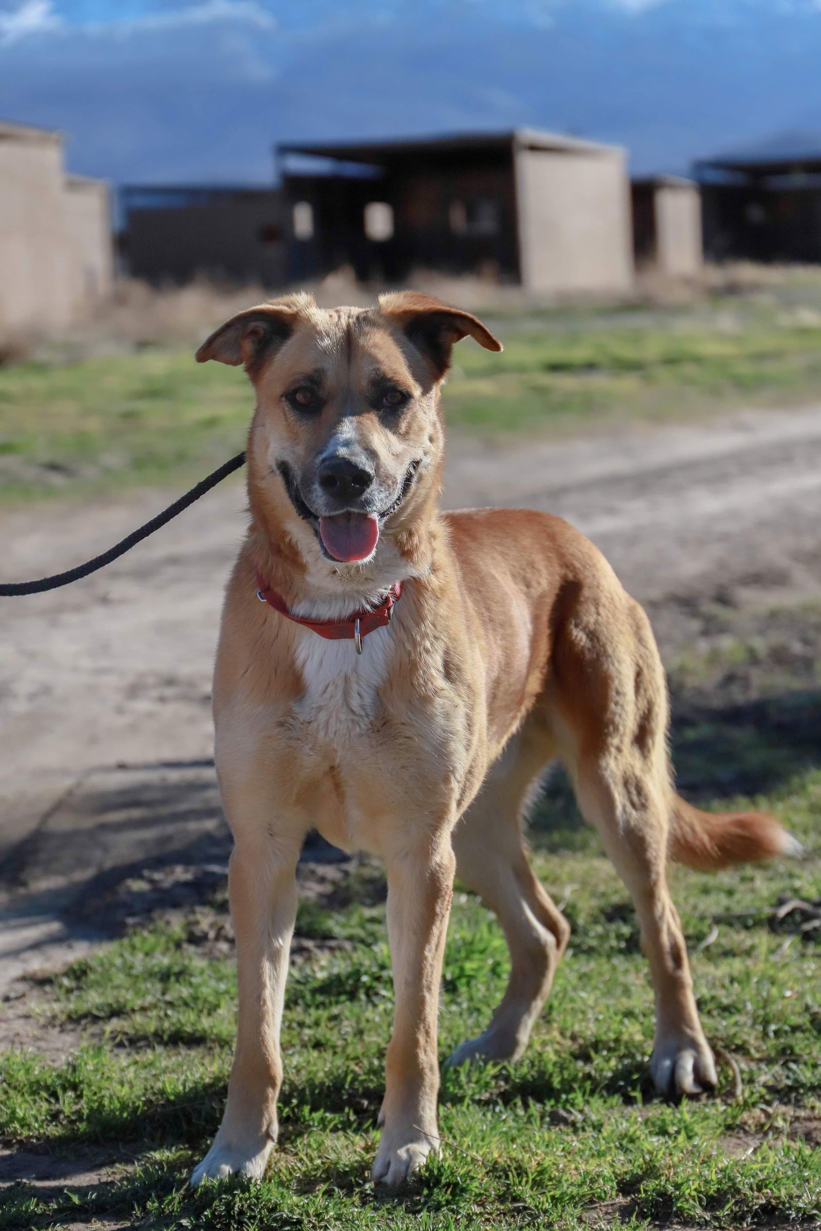 Teto, an adoptable German Shepherd Dog, Anatolian Shepherd in Yreka, CA, 96097 | Photo Image 3