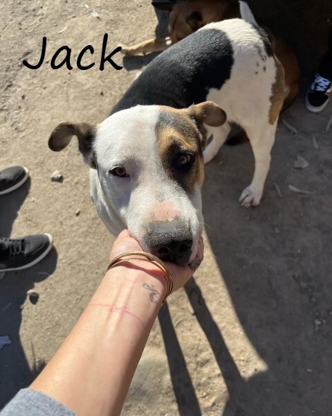 Jack