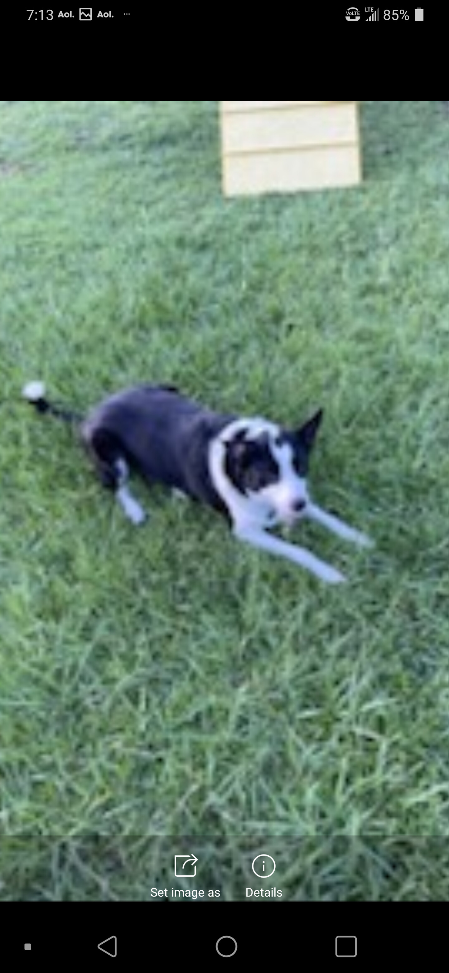 Benji, an adoptable Border Collie in Palm Bay, FL, 32910 | Photo Image 2