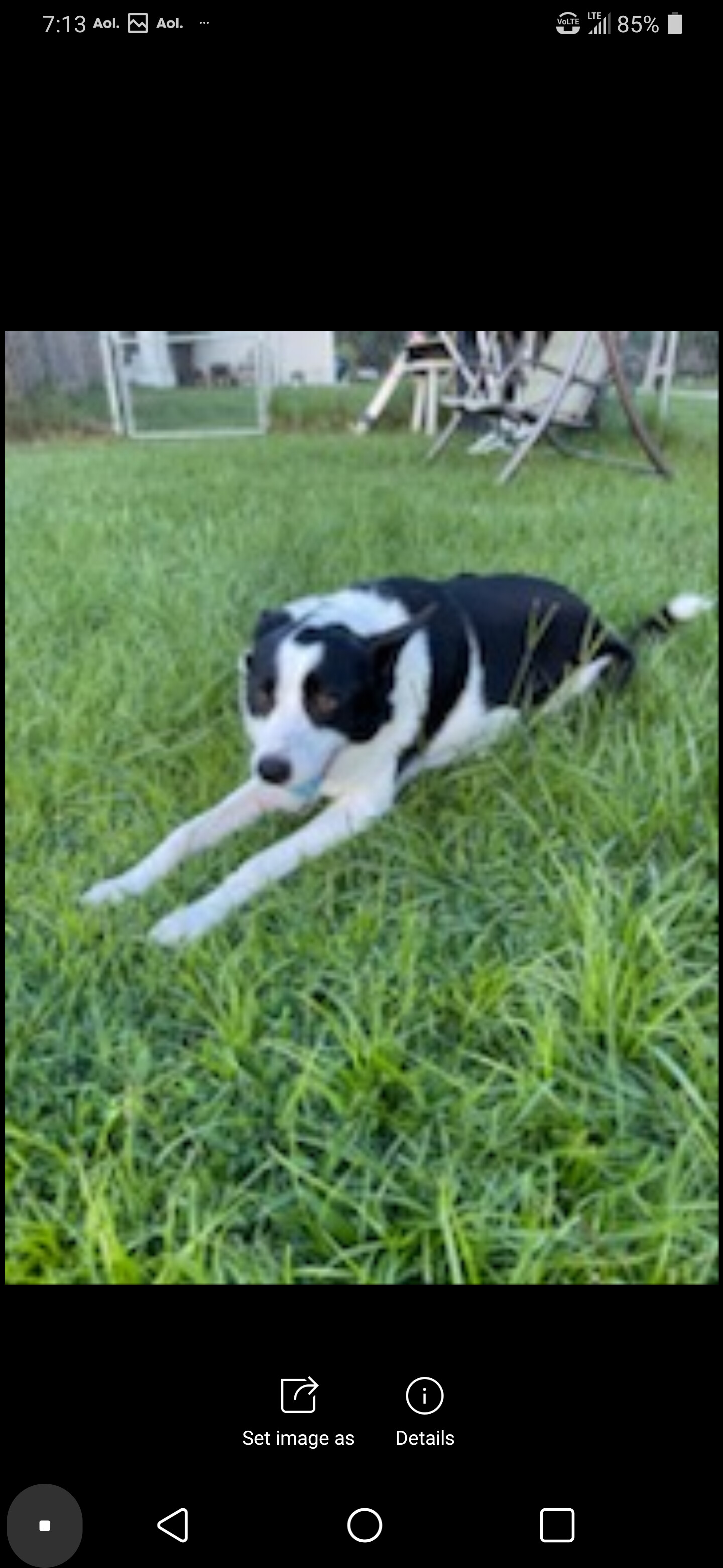 Benji, an adoptable Border Collie in Palm Bay, FL, 32910 | Photo Image 4
