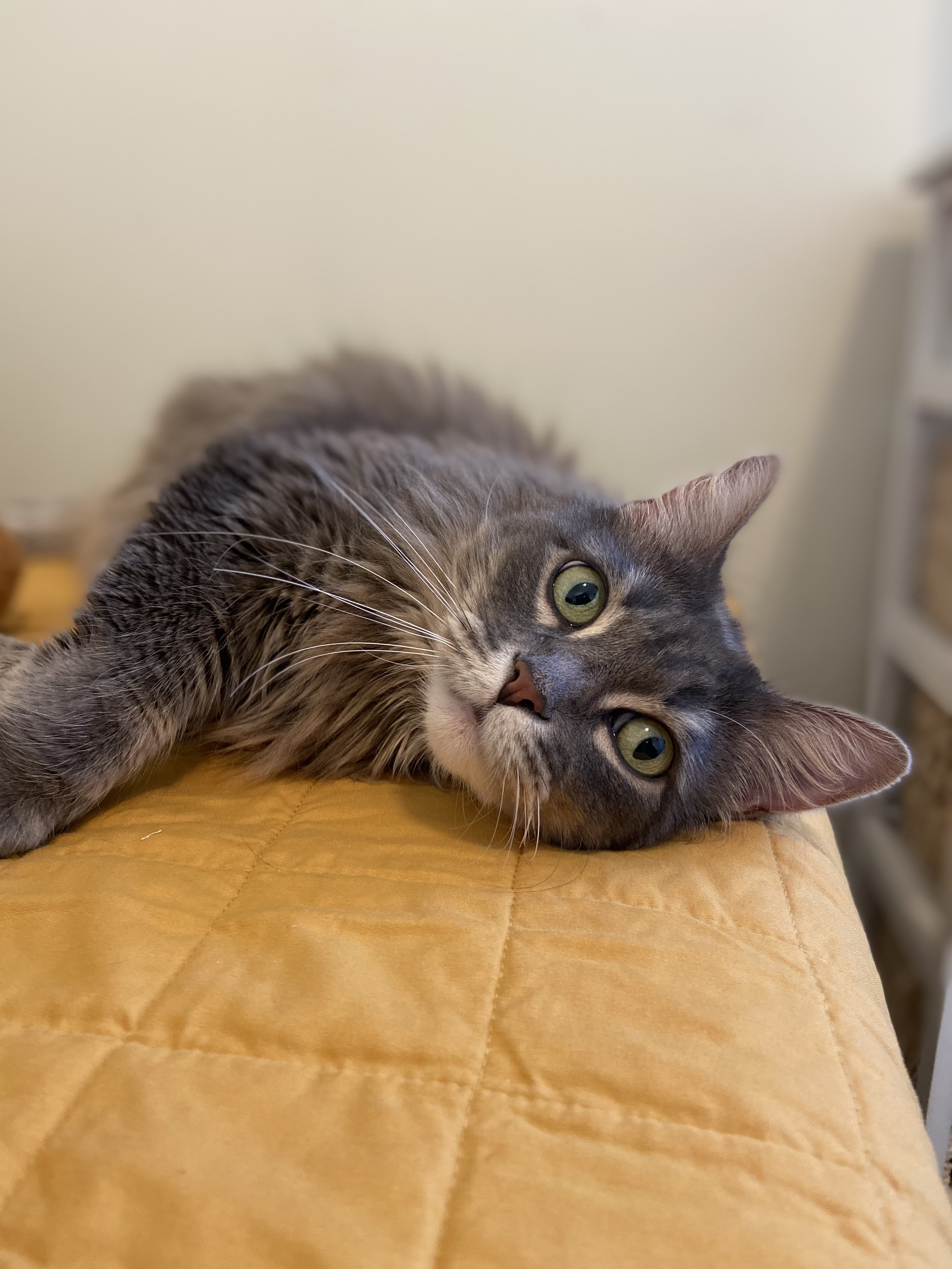 Teena - I need an adult only home , an adoptable Domestic Medium Hair in Manchester, NH, 03102 | Photo Image 3