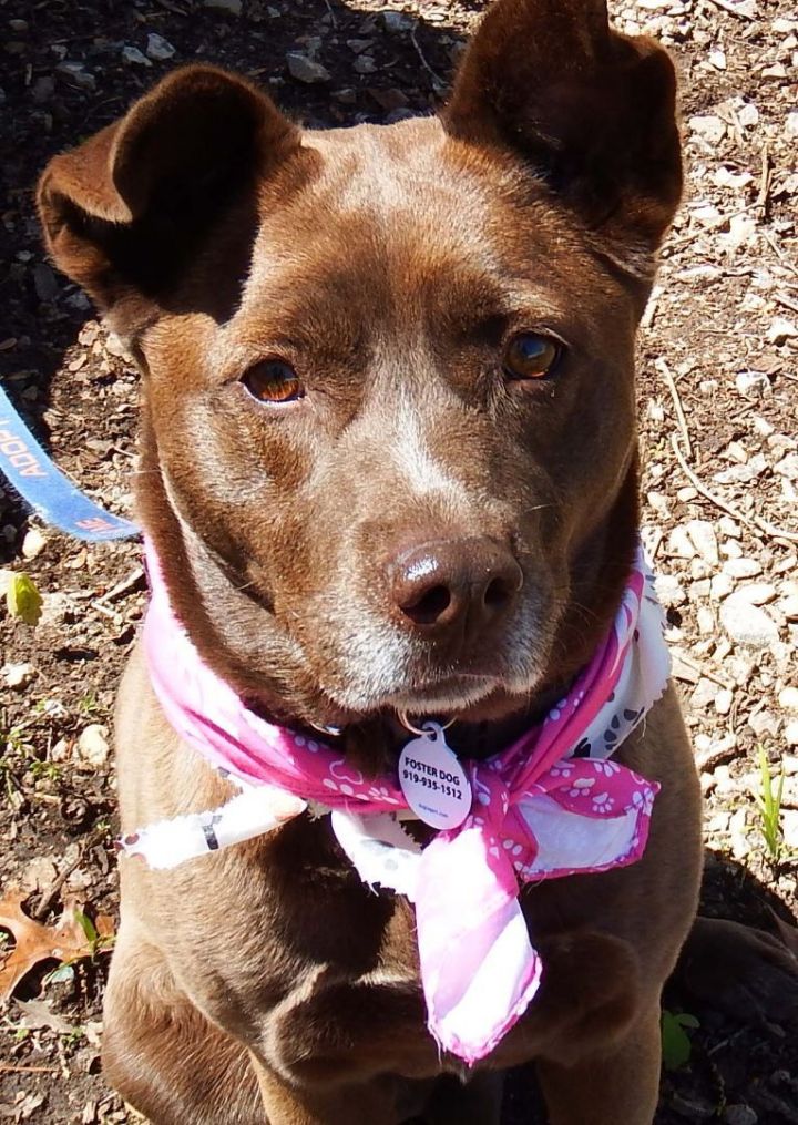 Jessi , an adopted Australian Cattle Dog / Blue Heeler & Chocolate Labrador Retriever Mix in Sanford, NC_image-1