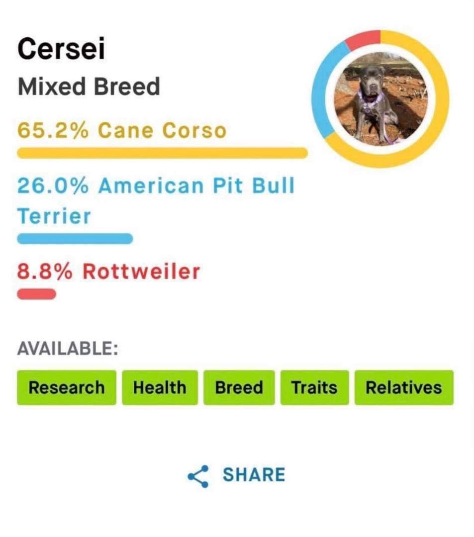 Cersei, an adoptable Cane Corso, American Bully in Lexington, KY, 40515 | Photo Image 3