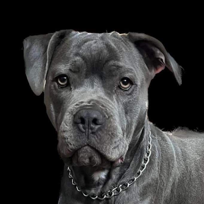 Cersei, an adoptable Cane Corso, American Bully in Lexington, KY, 40515 | Photo Image 5