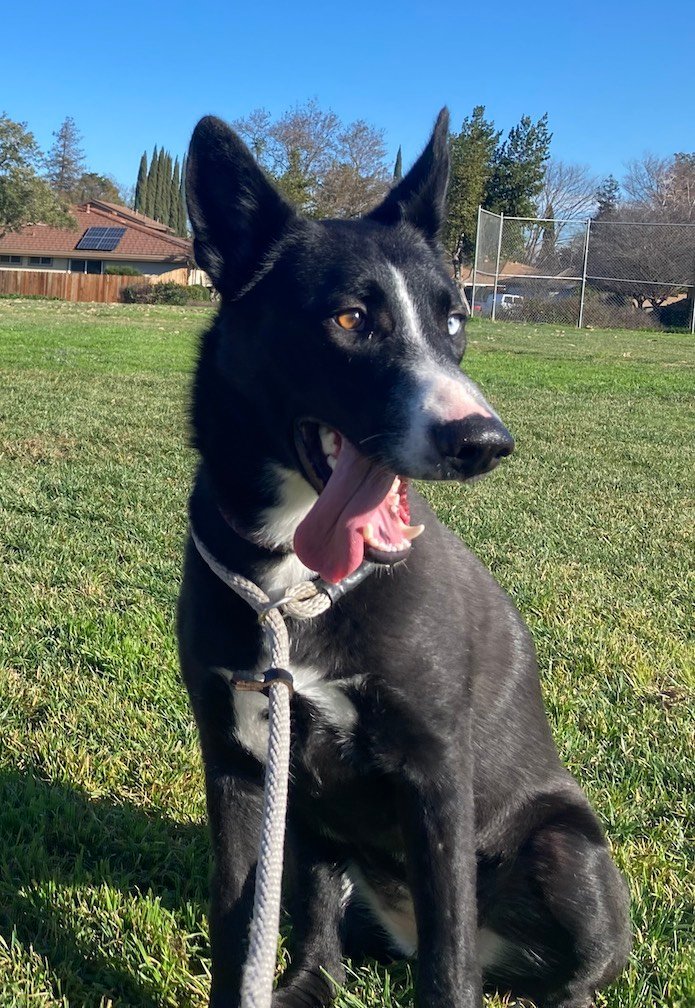 Madison, an adoptable Border Collie in Penngrove, CA, 94951 | Photo Image 1
