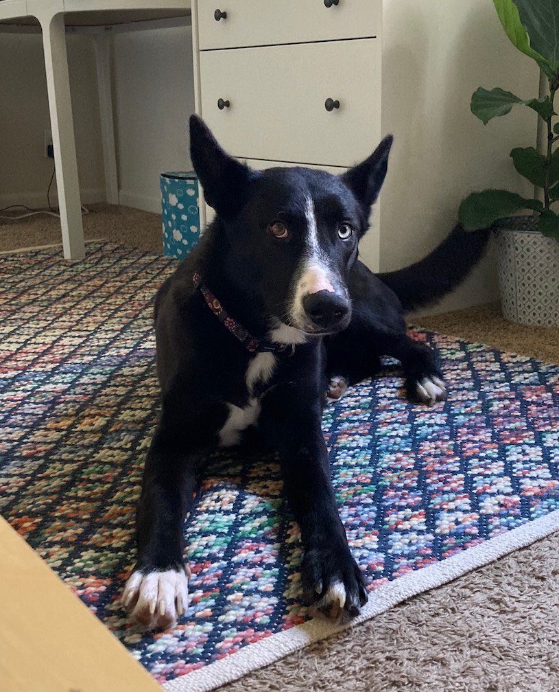 Madison, an adoptable Border Collie in Penngrove, CA, 94951 | Photo Image 3