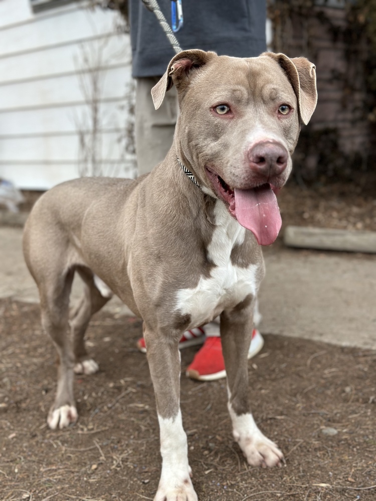 Harry, an adoptable Blue Lacy in Castle Rock, CO, 80104 | Photo Image 1