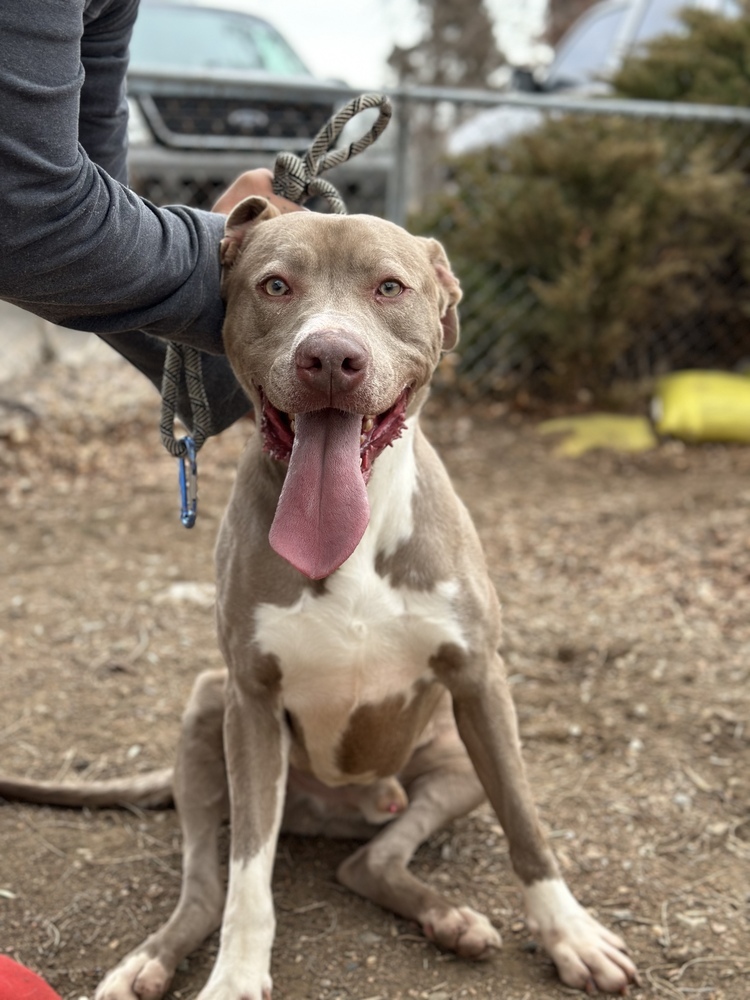 Harry, an adoptable Blue Lacy in Castle Rock, CO, 80104 | Photo Image 3