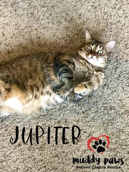 Jupiter, an adoptable Tabby in Council Bluffs, IA_image-4