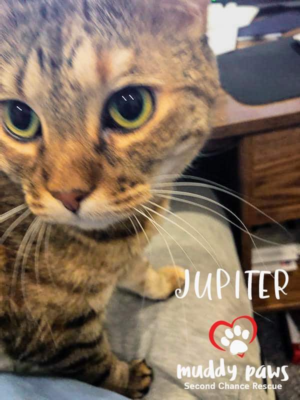 Jupiter, an adoptable Tabby in Council Bluffs, IA_image-5