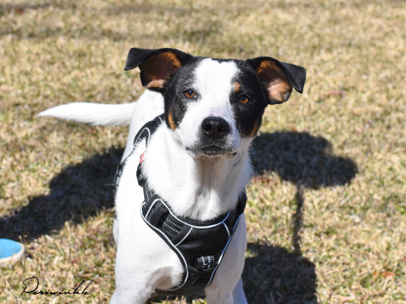 Periwinkle (Heeler puppies)