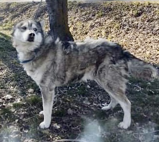 WARRIOR, an adoptable Husky in Beaverton, OR, 97005 | Photo Image 3