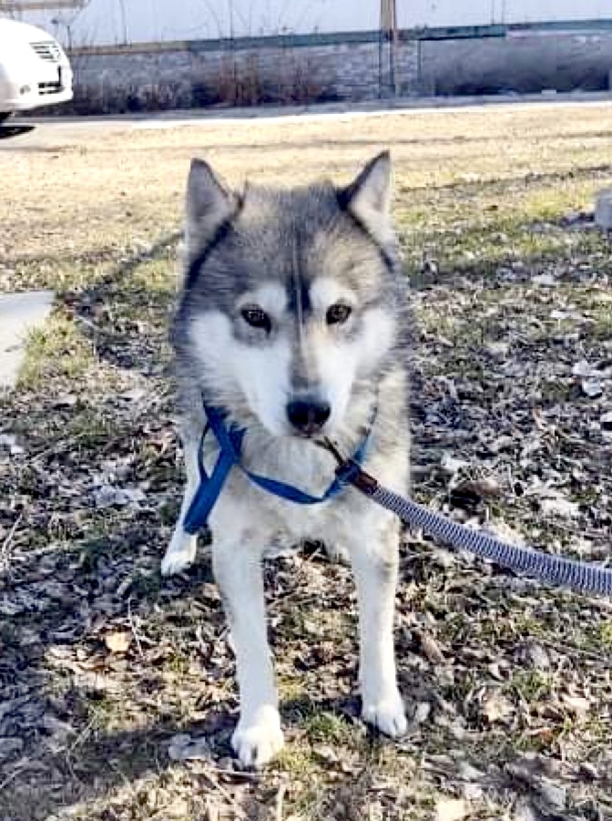 WARRIOR, an adoptable Husky in Beaverton, OR, 97005 | Photo Image 1