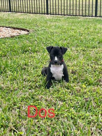 Dos Santos, an adoptable American Staffordshire Terrier & Labrador Retriever Mix in Saint Augustine, FL_image-3