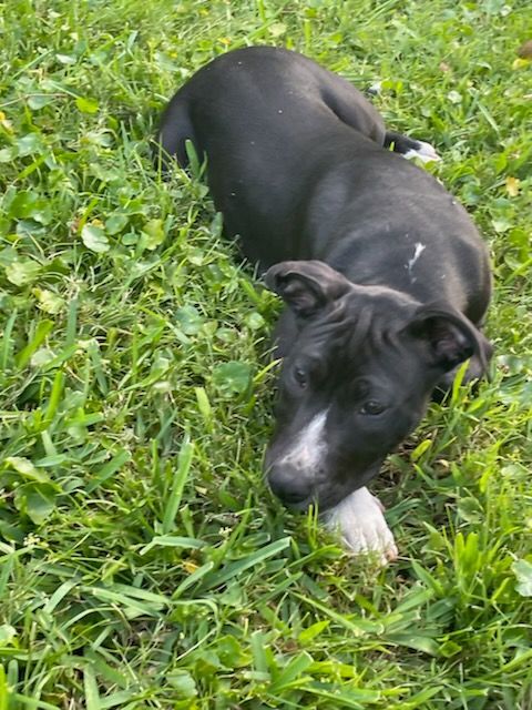 Dos Santos, an adoptable American Staffordshire Terrier & Labrador Retriever Mix in Saint Augustine, FL_image-1