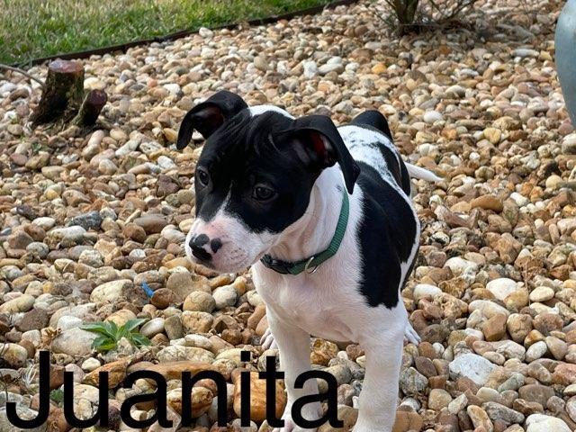 Juanita