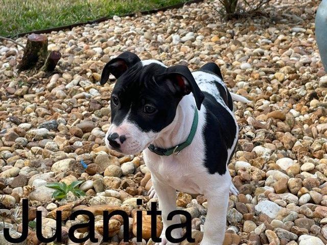 Juanita, an adoptable Border Collie & American Staffordshire Terrier Mix in Saint Augustine, FL_image-3