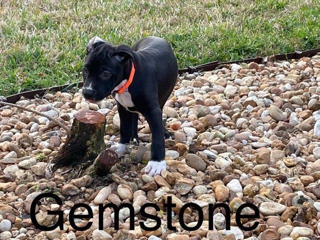 Gemstone