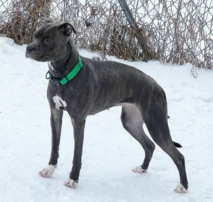 Cici, an adoptable Greyhound & Pit Bull Terrier Mix in Traverse City, MI_image-4