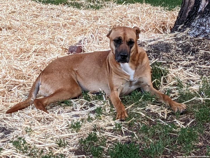 Mountain cur greyhound store mix