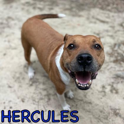 Hercules