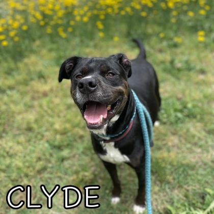 Clyde