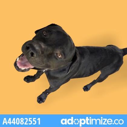 Bailey, an adoptable Pit Bull Terrier Mix in Edinburg, TX_image-1