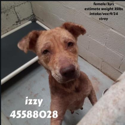Izzy, an adoptable Shepherd Mix in Edinburg, TX_image-3
