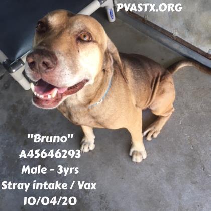 Bruno, an adoptable Shepherd Mix in Edinburg, TX_image-3