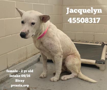 Jacquelyn, an adoptable Shepherd Mix in Edinburg, TX_image-2