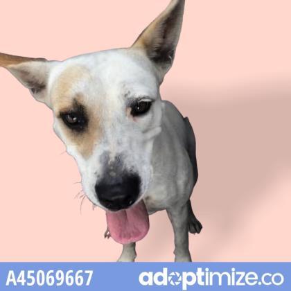 Kada, an adoptable Pit Bull Terrier & Shepherd Mix in Edinburg, TX_image-1