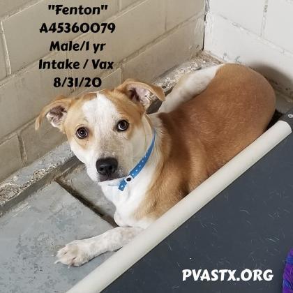 Fenton, an adoptable Pit Bull Terrier Mix in Edinburg, TX_image-3