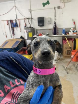 can a australian cattle dog and a italian greyhound be friends