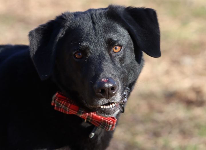 Bear, an adoptable Labrador Retriever & German Shepherd Dog Mix in Columbus, NC_image-3