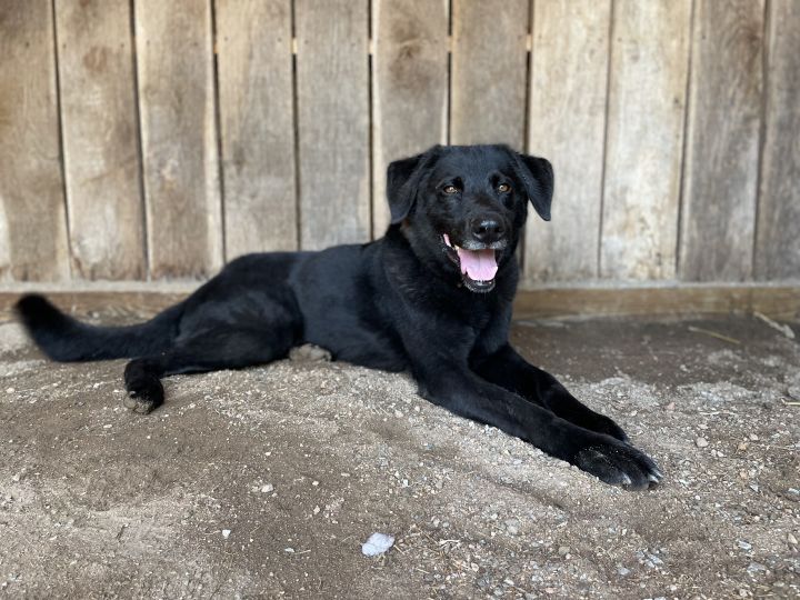 Bear, an adoptable Labrador Retriever & German Shepherd Dog Mix in Columbus, NC_image-1
