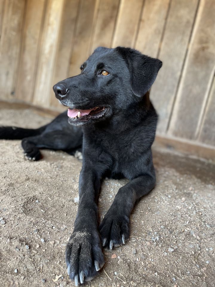 Bear, an adoptable Labrador Retriever & German Shepherd Dog Mix in Columbus, NC_image-4
