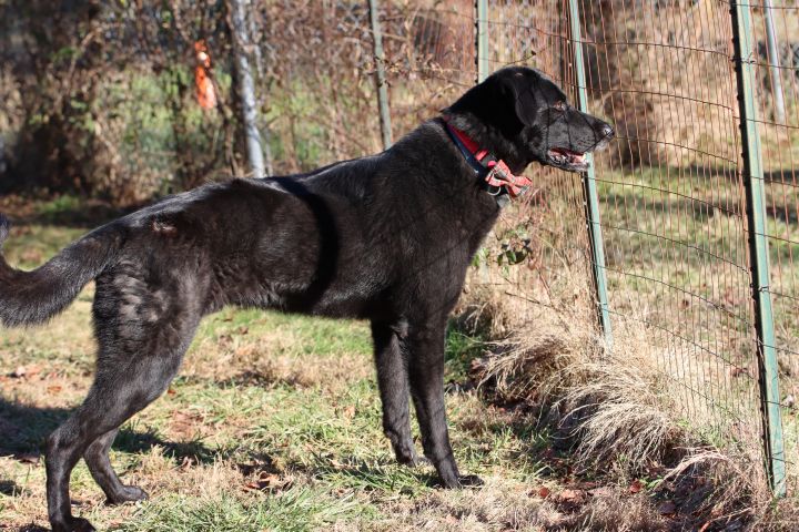 Bear, an adopted Labrador Retriever & German Shepherd Dog Mix in Columbus, NC_image-6