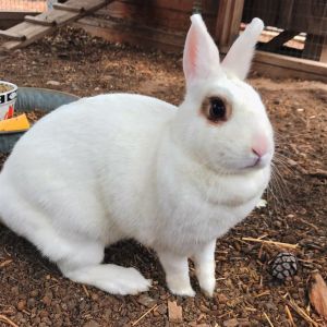 Cinnabun is very friendly and enjoys the attention of people He enjoys being pet and will set next 