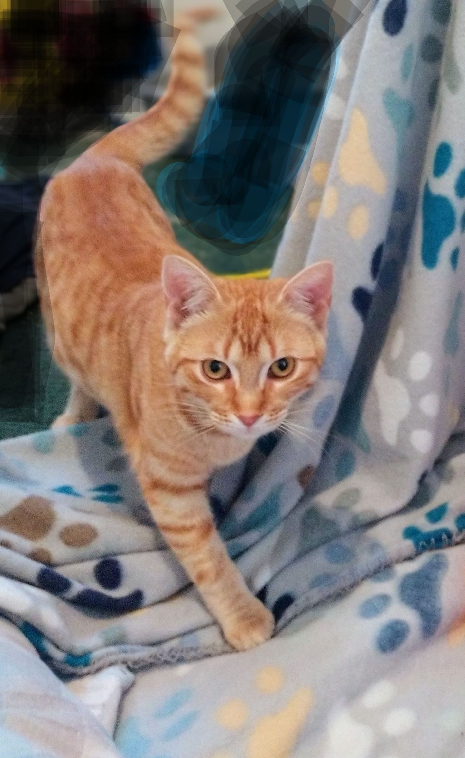 Tigess, an adoptable Domestic Short Hair in Terrell, TX, 75161 | Photo Image 1