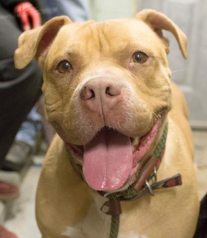 Darla, an adoptable American Staffordshire Terrier in New Windsor, NY, 12553 | Photo Image 1