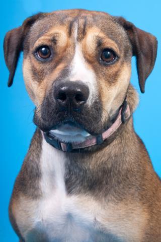 Sasha, an adoptable American Staffordshire Terrier in New Windsor, NY, 12553 | Photo Image 1