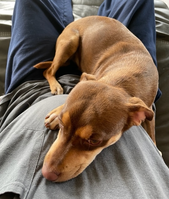 Buster, an adoptable Rat Terrier Mix in Brenham, TX_image-3