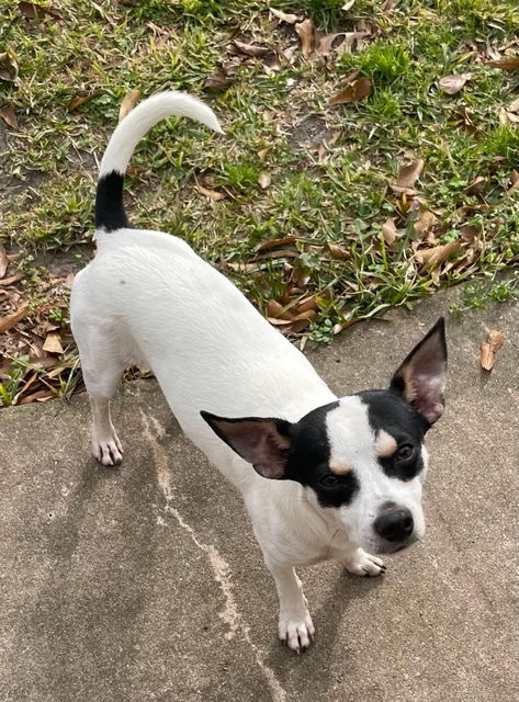 Scooter, an adoptable Rat Terrier Mix in Brenham, TX_image-1