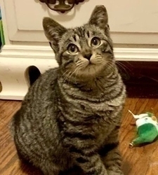 Rudy, an adoptable Domestic Short Hair in San Diego, CA, 92111 | Photo Image 1