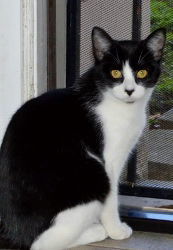 Buttons, an adoptable Domestic Short Hair in Morgan Hill, CA, 95038 | Photo Image 1