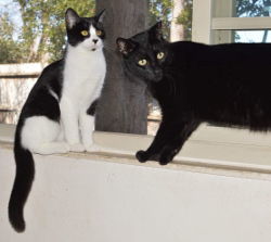 Buttons, an adoptable Domestic Short Hair in Morgan Hill, CA, 95038 | Photo Image 2