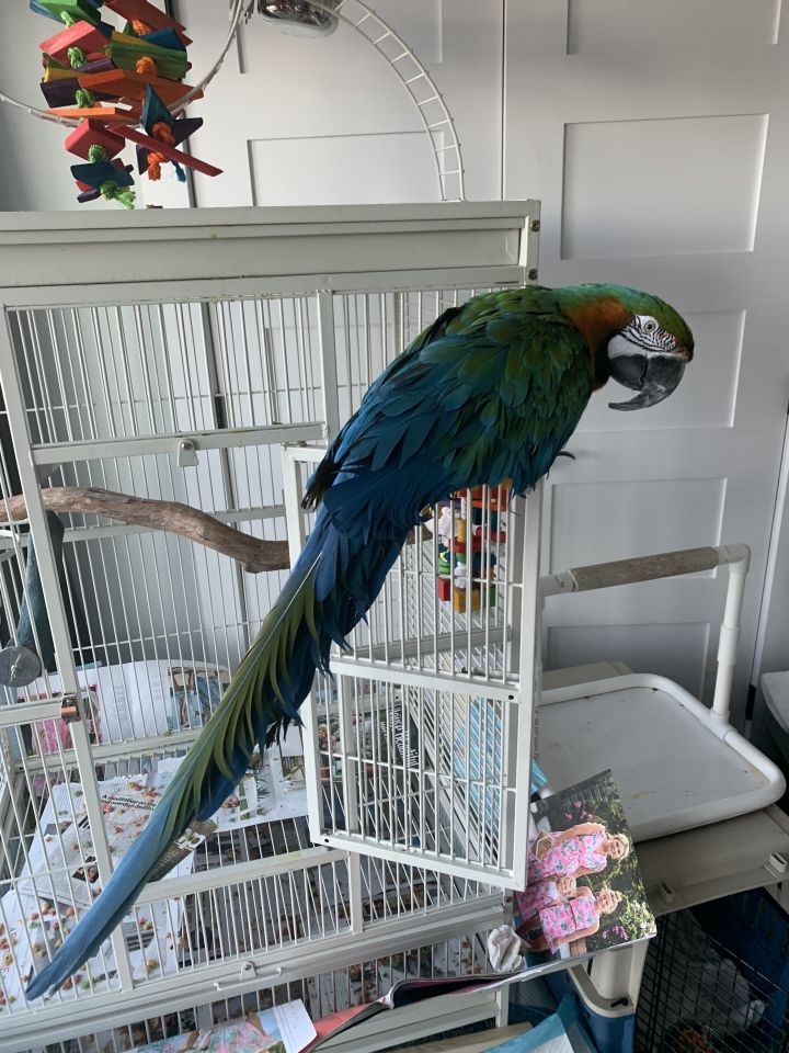 Parrot for adoption - Schooner, a Macaw in Clearwater, FL | Petfinder